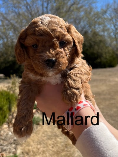 Mallard1-1