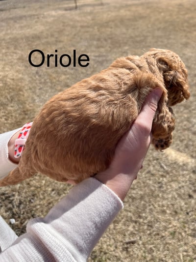 Oriole1-1