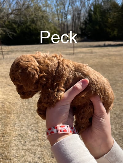 Peck1-1